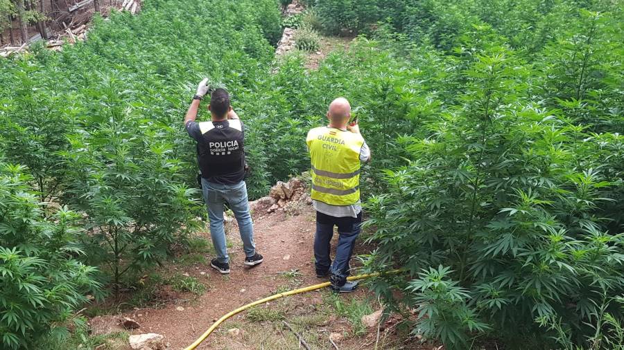 Imagen de un cultivo de marihuana desmantelado en Vandellòs. Cedida