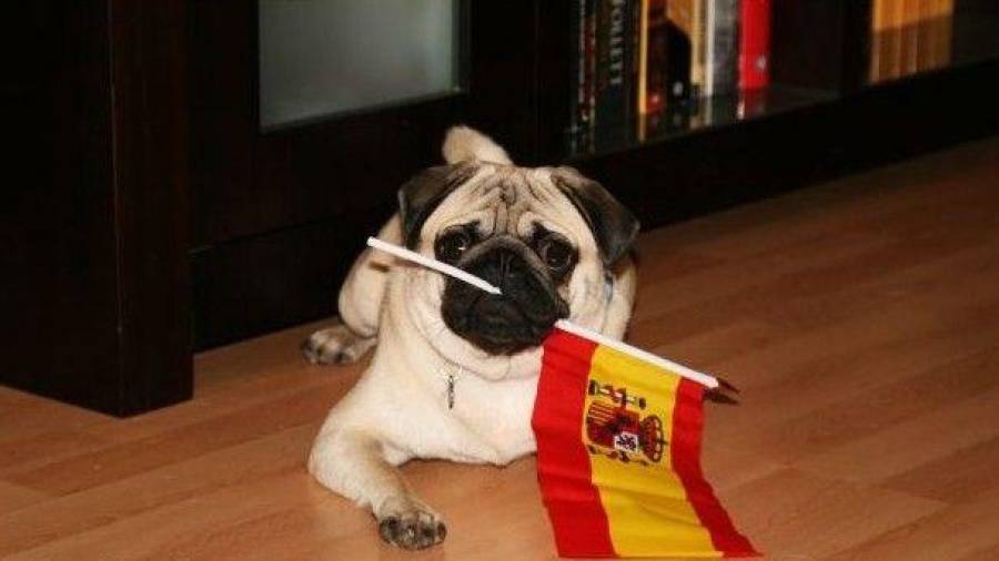 Imagen de archivo de un perro con la bandera española. Cedida