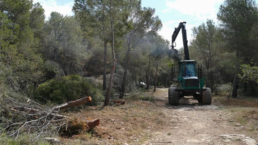 Una de las máquinas que está cargando los restos de pinos y de ramas en las zonas en las que ya se ha hecho la limpieza. FOTO: fabián acidres