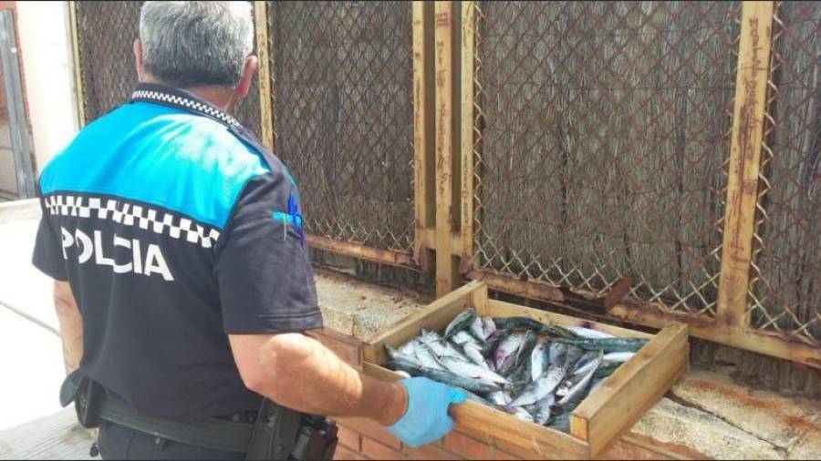 La Policía Local de Cunit ha decomisado sardinas.