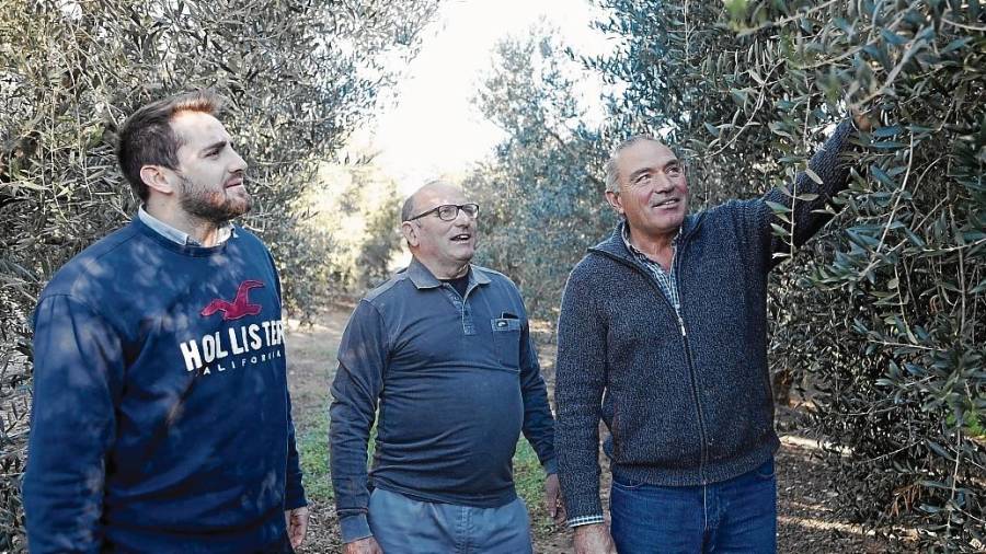 Desde la izquierda, Andreu, Francisco y Joaquim Fabra, en uno de sus campos de olivos de Riudoms. FOTO: Alba Mariné
