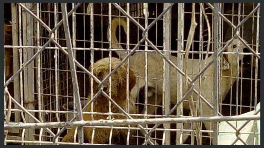 Imagen de archico de perros en una perrera ilegal de Calafell.