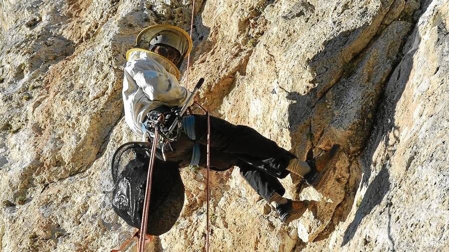 Un dels escaladors de l’Associació Molí del Fort, retirant un niu de vespa velutina d’una zona de difícil accés, a l’Alt Camp. FOTO: Cedida