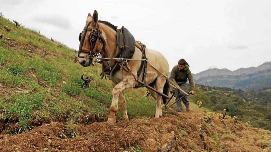 Egoitz Azkue, junto a una de sus mulas, en pleno trabajo de arado en el Priorat. FOTO: Cedida