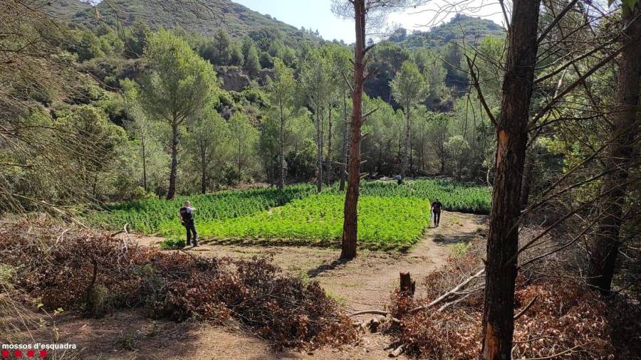 Imatge d'una de les plantacions de marihuana intervingudes pels Mossos. Foto: ACN.