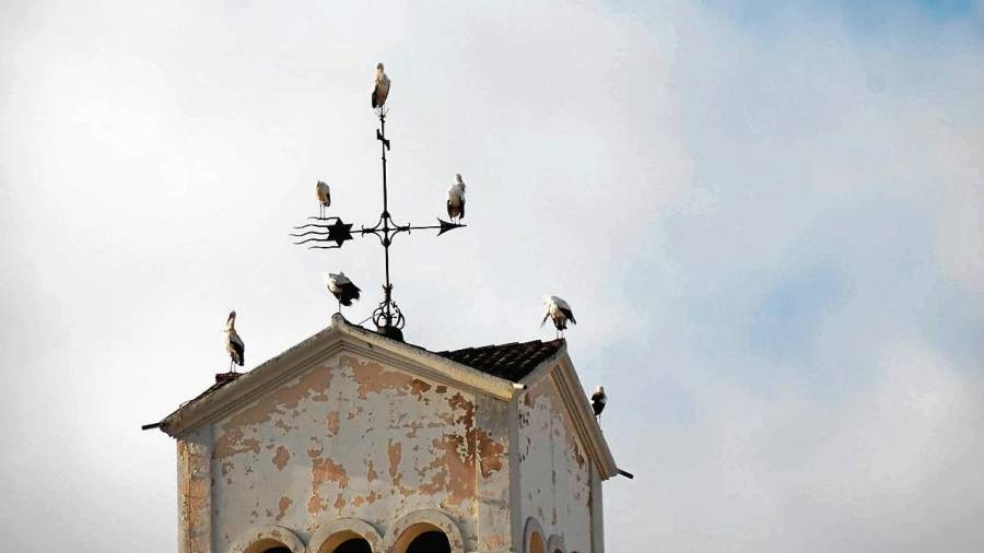 Imatge de set exemplars a l’extrem del campanar de Móra la Nova. FOTO: Riberaonline.info