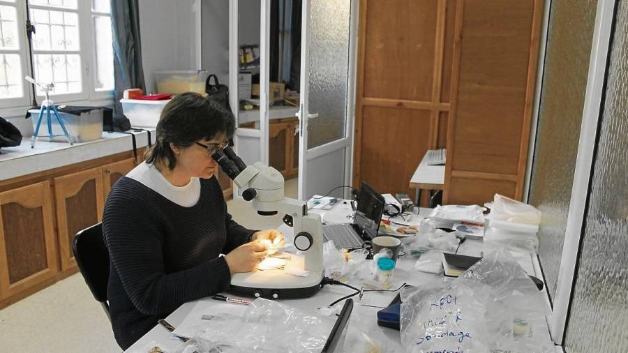 La investigadora Isabel Cáceres en el laboratorio, en el centro CNRPAH, en Argelia. FOTO: cedida