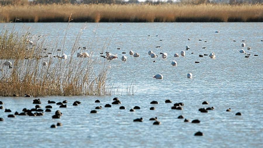 Imatge de grans grups d’aus aquàtiques, aquest dilluns al matí, al delta de l’Ebre. FOTO: Joan Revillas