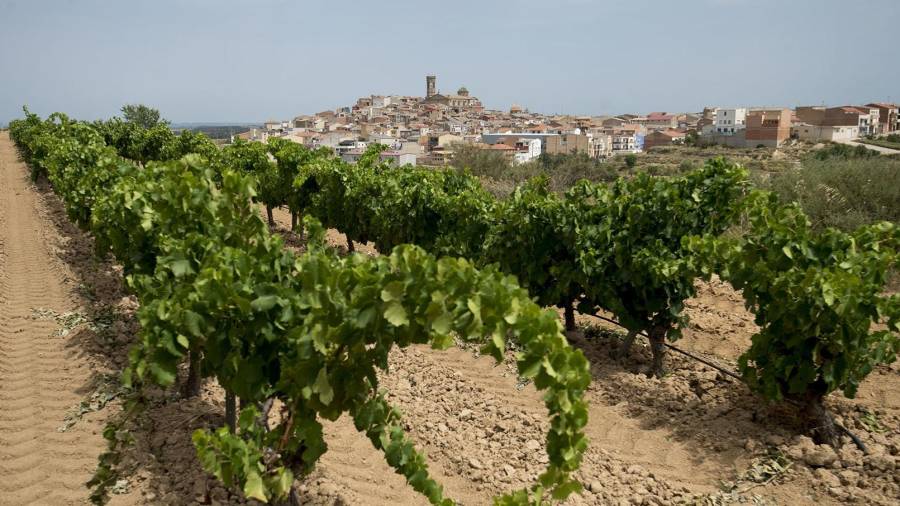 Un camp de vinyes amb la població de Batea, a la Terra Alta, al fons. Foto: Joan Revillas