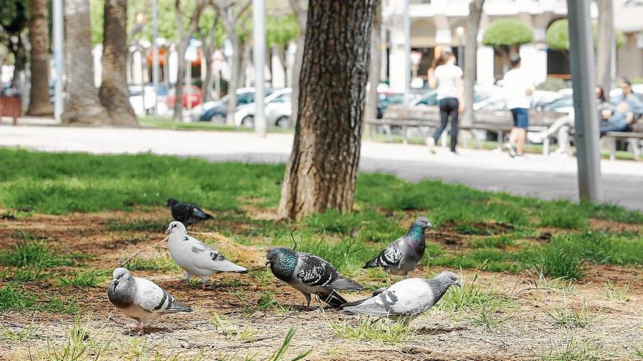 Una treintena de poblaciones catalanas ya utilizan fármacos anticonceptivos para controlar la población de palomas. FOTO: Alba Mariné