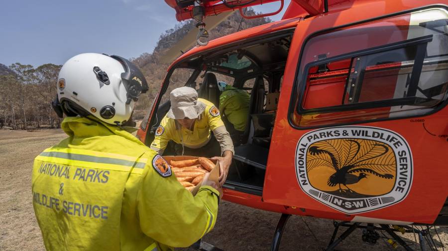 Momento en el que se carga un helicóptero con cajas de zanahorias para alimentar a los animales afectados por los incendios. FOTO: EFE