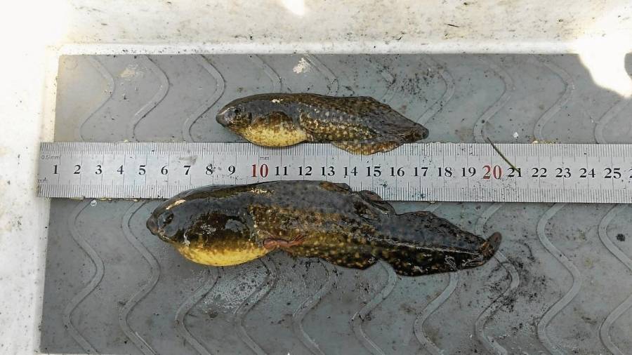 Capgrossos de granota toro trobats al delta de l’Ebre. FOTO: Departament de Territori i Sostenibilitat