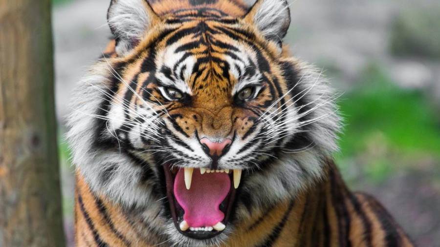 Imagen de archivo de un tigre siberiano