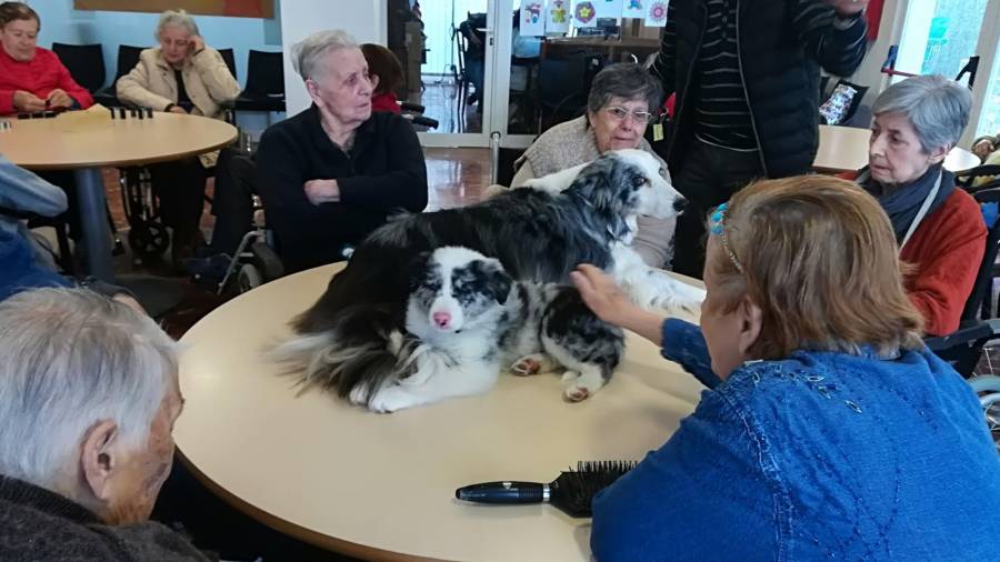 La asociación realiza terapias con perros en centros de la tercera edad.