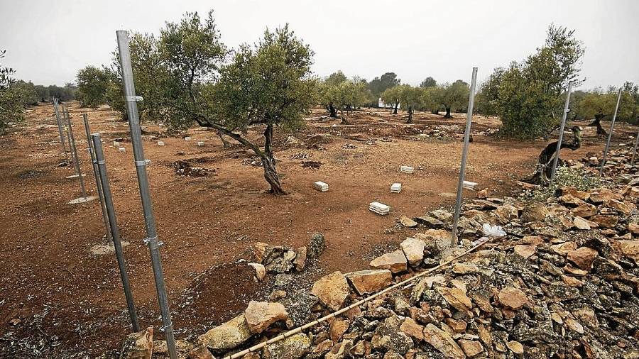 Imatge de l’espai on s’ubicarà ARCA, al terme d’Aldover. Un gran grup de persones, de forma voluntària, hi estan construint el nou refugi. FOTO: Joan Revillas