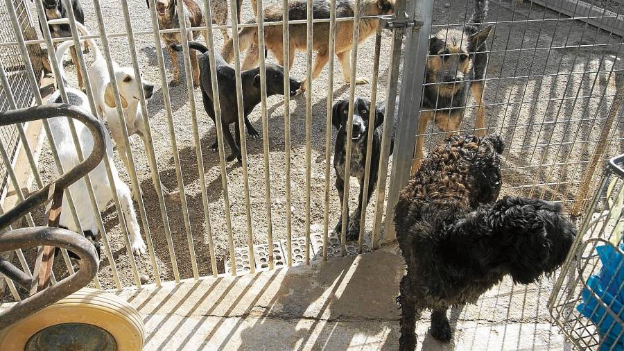 Imatge d’un grup de gossos cuidats per Arca a les instal·lacions de la protectora. FOTO: Joan Revillas