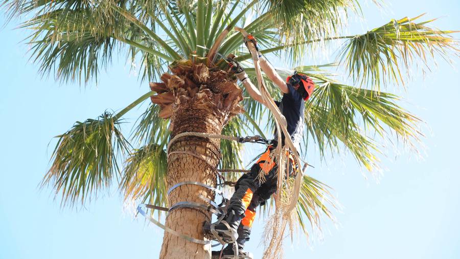 Josep Oriol Prats encaramado a lo alto de una palmera en la avenida Sant Jordi. Foto: A. Gonz&aacute;lez