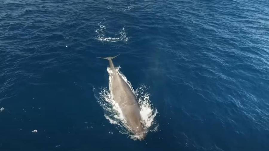 Imagen de las ballenas en el Garraf el año pasado. Edmaktub