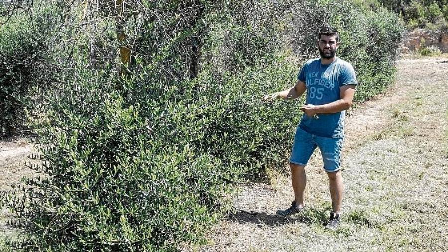 Pau Ciuraneta amb les oliveres regenerades, ahir. FOTO: joan revillas