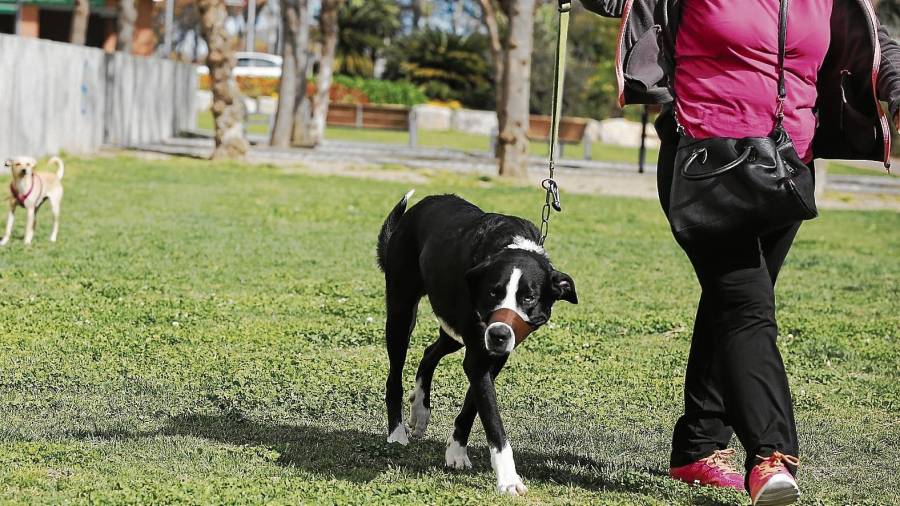 Imagen de archivo de una mujer paseando a su perro por la zona de Jardins de Reus. FOTO: pere ferré