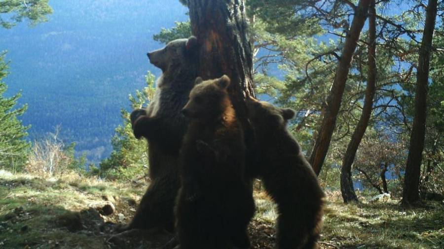 Imagen de archivo de osos en la Vall d'Aran