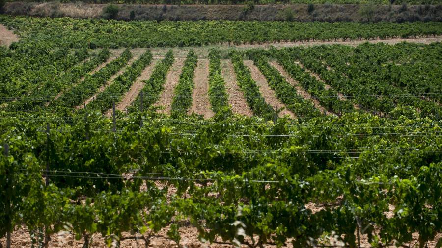 Les plantacions de vinya de la Terra Alta es podran beneficiar dels estudis realitzats per fer front al canvi climàtic. FOTO: JOAN REVILLAS