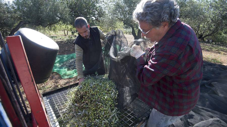 Oli Coll de l’Alba se encuentra en plena recolección de las aceitunas en el campo. FOTO: JOAN REVILLAS