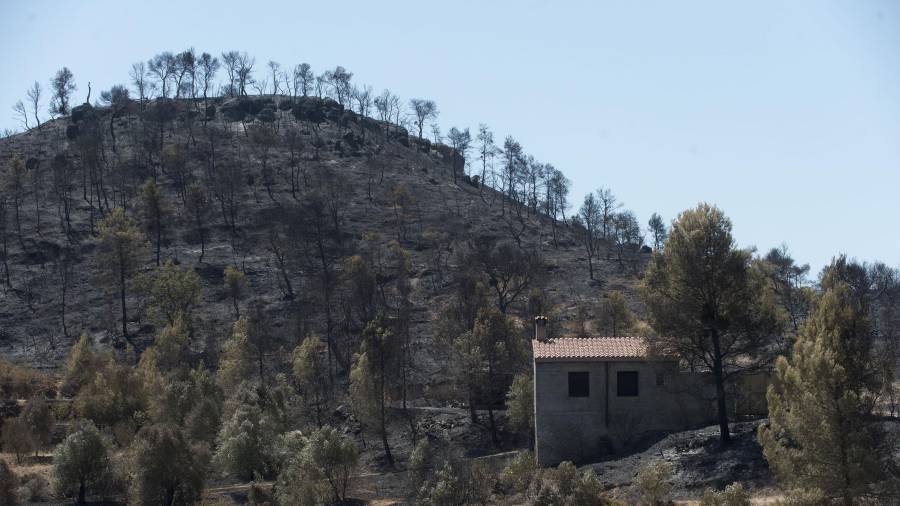 Fotografia de terrenys arrassats pel foc del passat juny al terme de Flix. FOTO: JOAN REVILLAS