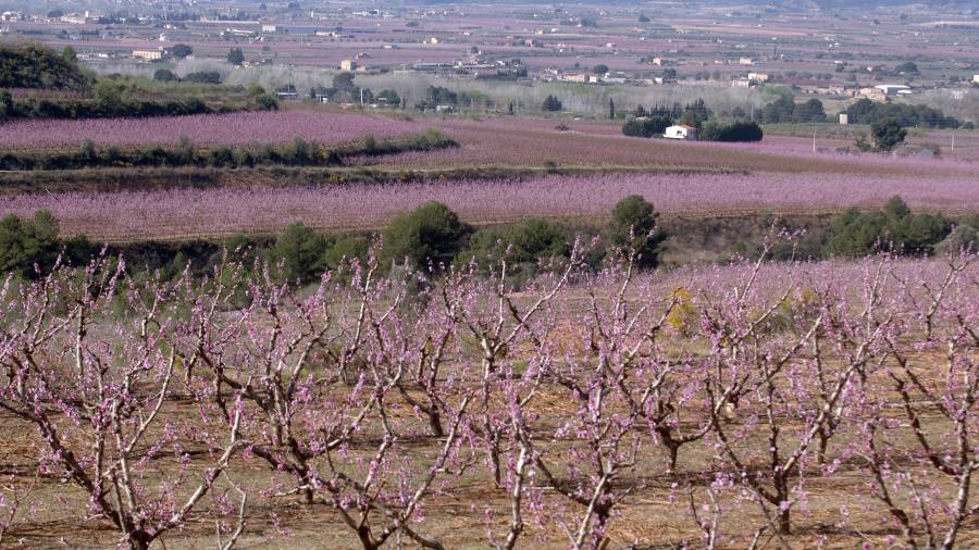Paisatge actual a la Ribera d’Ebre, amb molts arbres en flor. Foto: Joan Revillas