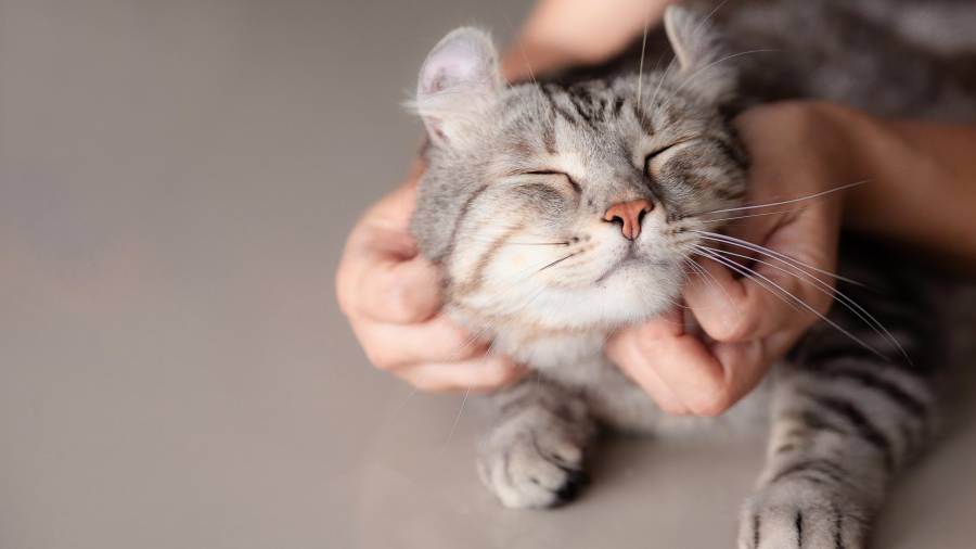 Los gatos resultan muy beneficiosos para la salud de sus dueños. FOTO: GETTY IMAGES