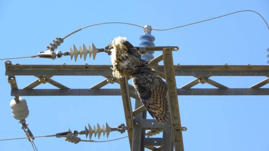 Un ave electrocutada en una torre eléctrica.