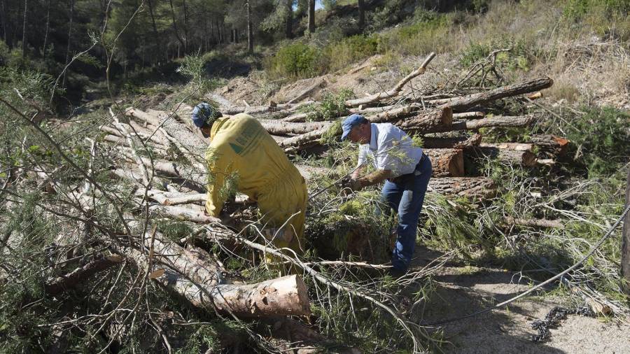 L’Ajuntament de Gandesa executa fa anys un pla de gestió forestal i acumula biomassa. FOTO: Joan Revillas