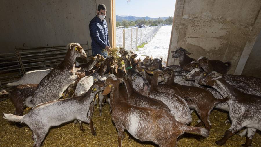 El ramader Josuè Sabaté dona menjar a les cabres a la seva granja, envoltada aquests dies de neu. FOTO: JOAN REVILLAS