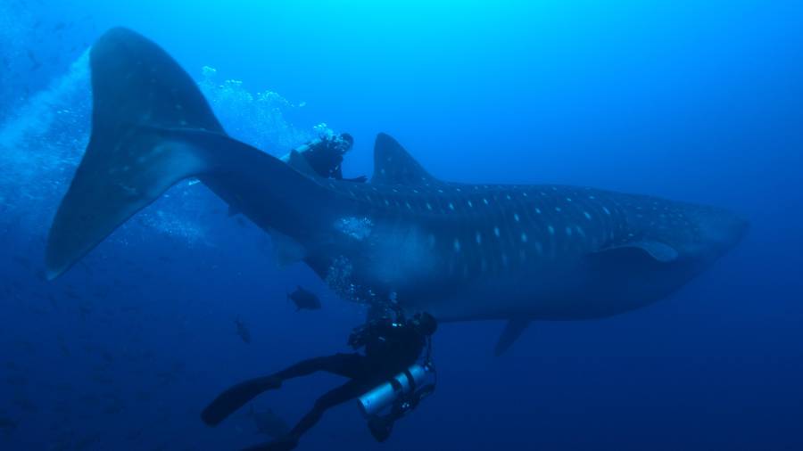 Estudian a los tiburones ballena cerca de Galápagos. Foto: EFE