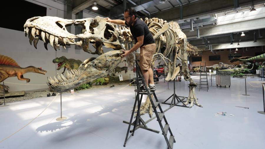 Ayer al mediodía acababan el montaje de la maqueta de Tyrannosaurus rex, una de las joyas de la colección. Foto: lluís milián