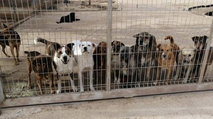 Unos 200 perros y 80 gatos están ahora en la protectora. FOTO: DT