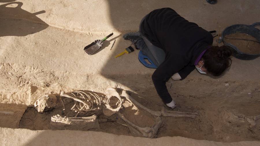 Detall d’un dels esquelets apareguts a la fossa de Móra d’Ebre que ha obert el Departament de Justícia.FOTO: JOAN REVILLAS