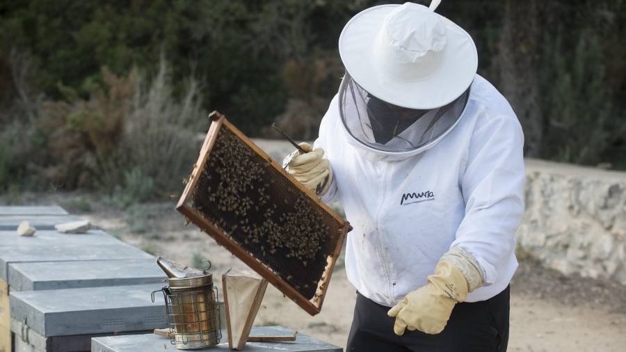 Un apicultor de Mel Muria trabajando con parte de la colmena Dadant, una de las más comunes y también de mayor tamaño.FOTO: JOAN REVILLAS