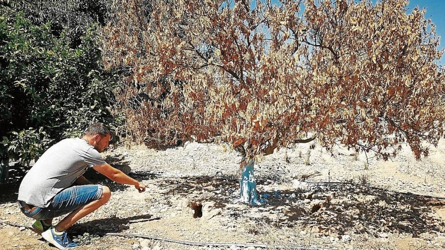 L’agricultor Òscar Navarro mostra els caus dels conills sota un arbre mort a causa de la plaga. Foto: andreu caralt