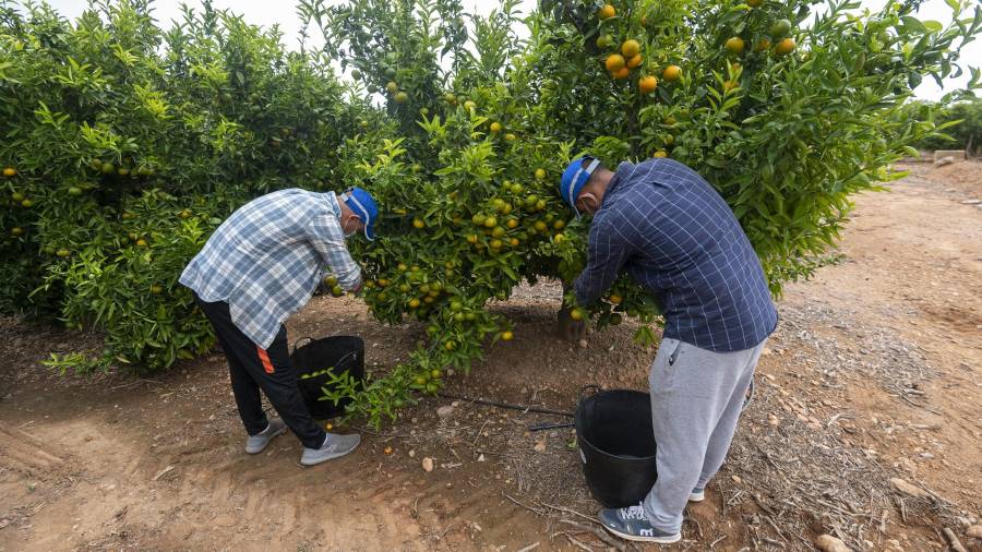 Dos treballadors collint mandarines, ahir en una finca d’Alcanar. FOTO: JOAN REVILLAS