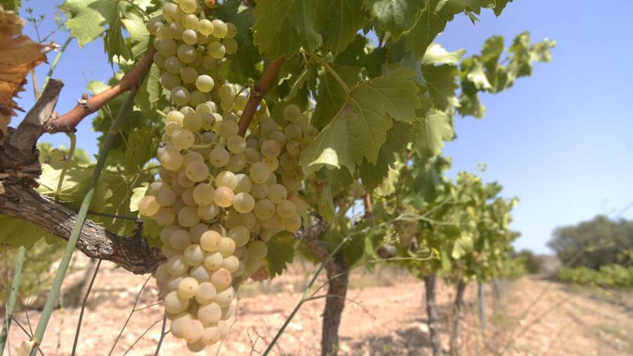 Imatge d'arxiu de les vinyes de Corbera d'Ebre. FOTO: Joan Revillas