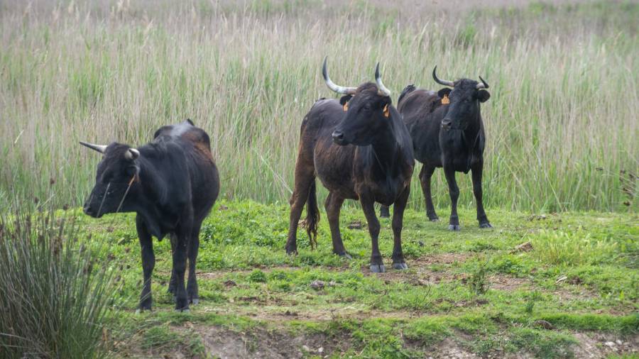 Un grup de bous d’una ramaderia ebrenca. FOTO: JOAN REVILLAS
