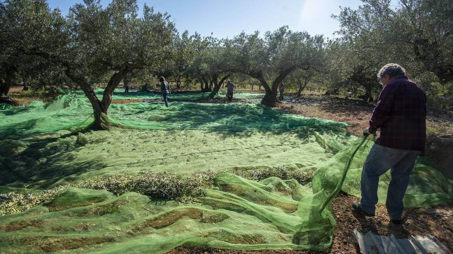 Pagesos recollint olives al terme del Perelló. FOTO: Joan Revillas