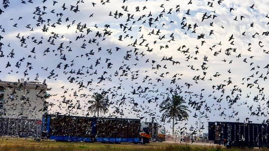 El cielo de Cunit se ha llenado de palomas.