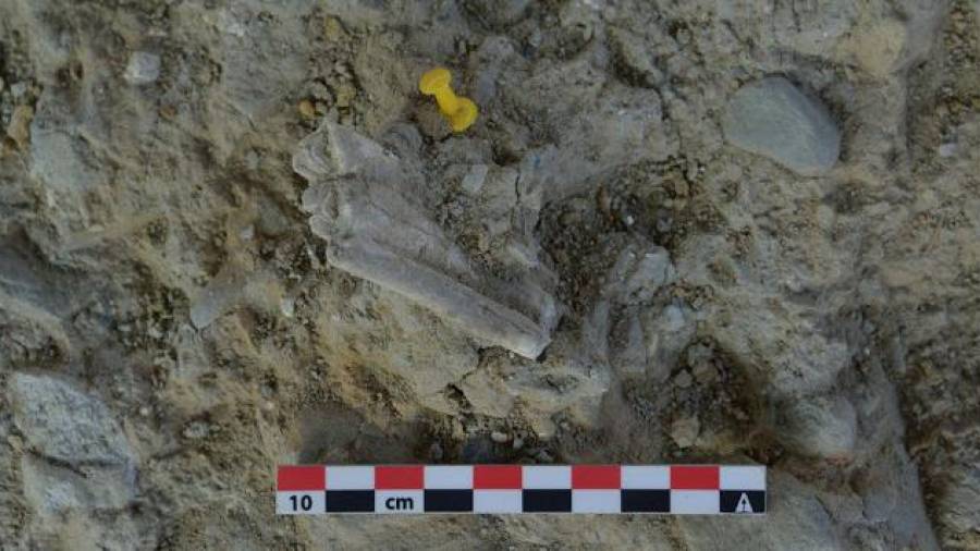 Resta dentària d’un cavall descobert en el nivell 2 de la cala 1 del Barranc de la Boella. Foto: Andreu Ollé/IPHES.