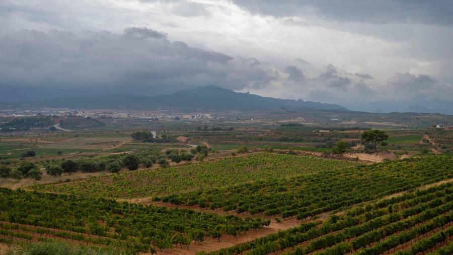 Imatge d'arxiu d'una finca de vinya a Gandesa, a la Terra Alta. FOTO: JOAN REVILLAS