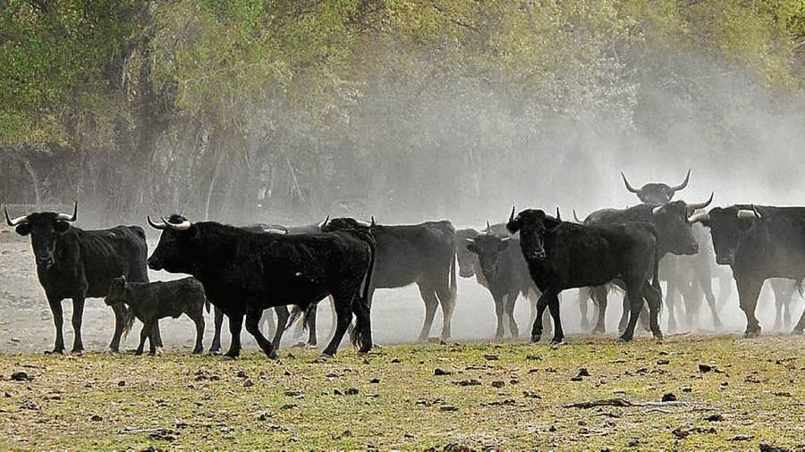 El ramat de bous de l’illa. FOTO: Joan Revillas
