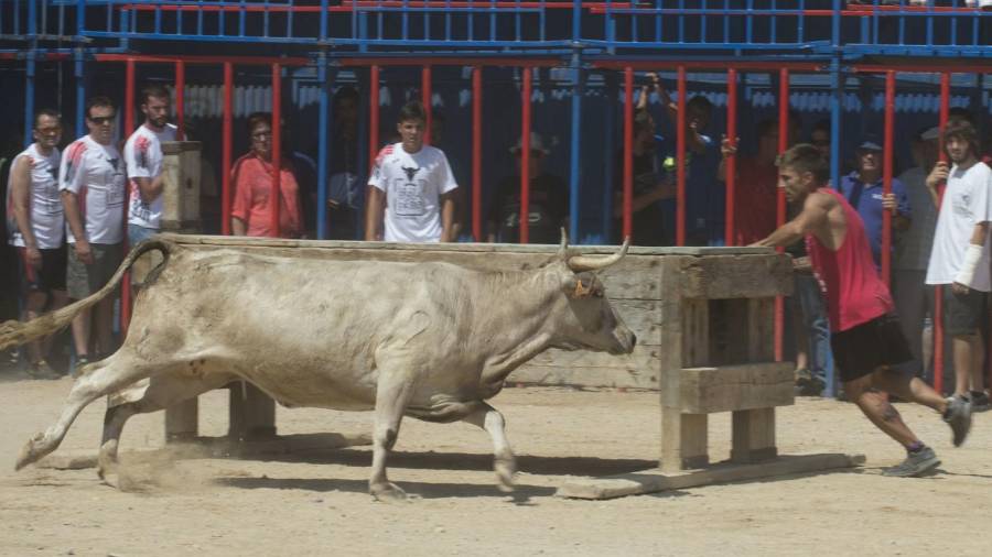 Imatge d'arxiu dels bous a Sant Jaume d'Enveja. FOTO: Joan Revillas