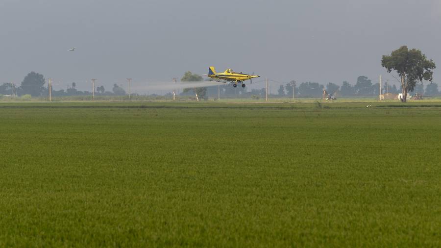 Una avioneta, fumigant un camp d’arròs. FOTO: JOAN REVILLAS