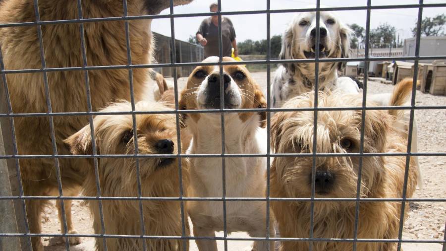 Imatge d’arxiu d’un grup de gossos en una protectora de les Terres de l’Ebre. FOTO: JOAN REVILLAS